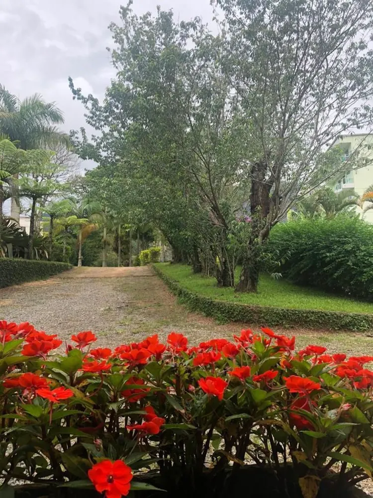 Caminho de entrada do sítio, com canteiro de flores vermelhas